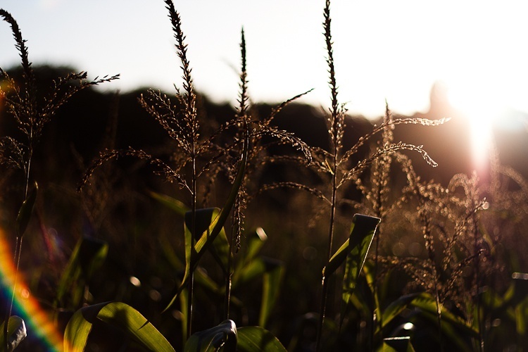 Sunset on corn