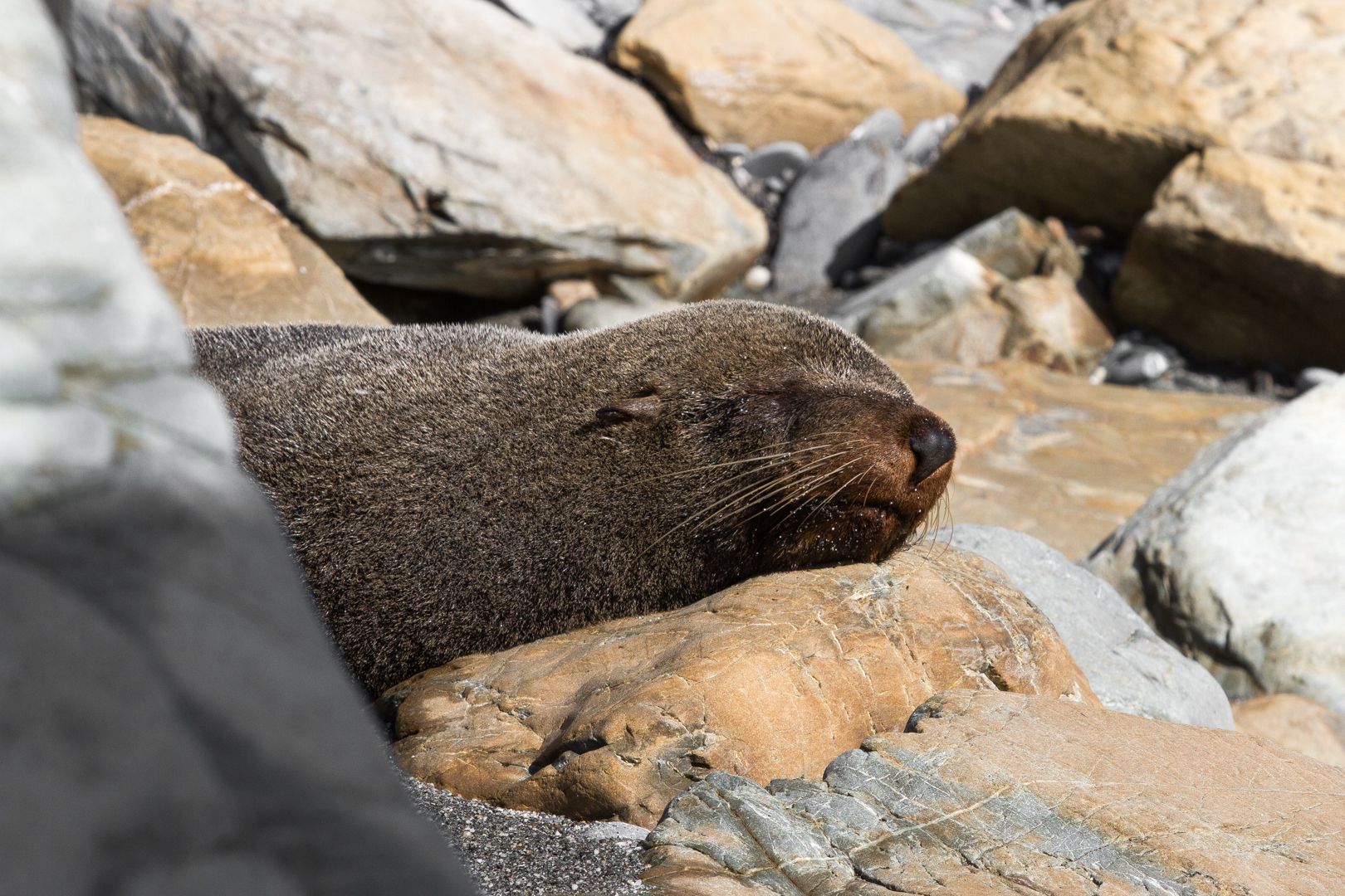 Sleepy seal